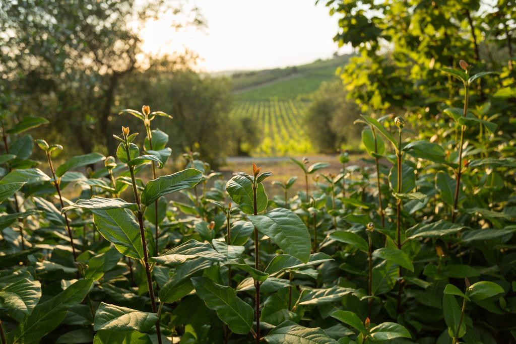 Tenuta Di Monaciano Ponte A Bozzone Екстериор снимка