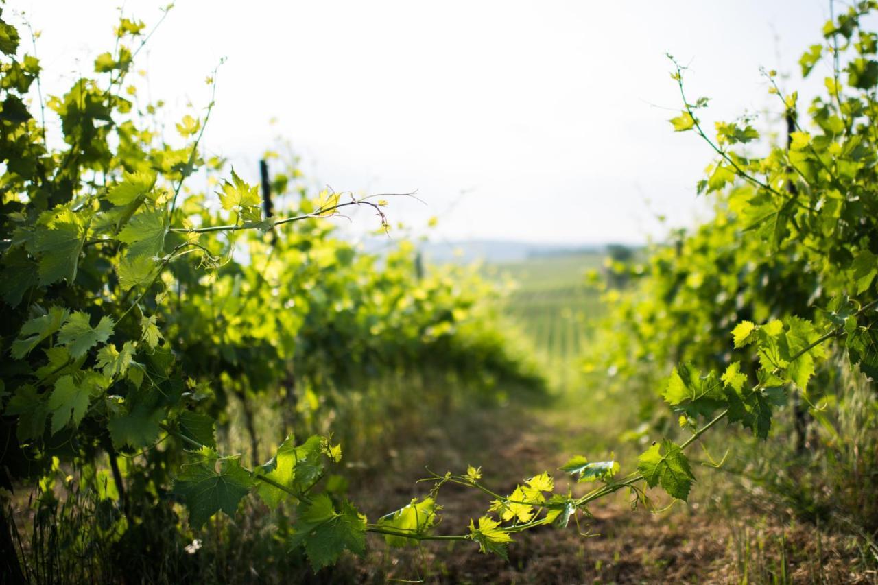 Tenuta Di Monaciano Ponte A Bozzone Екстериор снимка